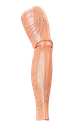 Aura (OneFit) - Peach/Titanium