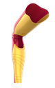 Galaxy (OneFit) - Red/Gold